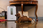 ecoQ DryAir 20L Luftentfeuchter mit Hygrostat, geeignet für Räume bis 50 m², Entfeuchtungsleistung 20 l/24h.