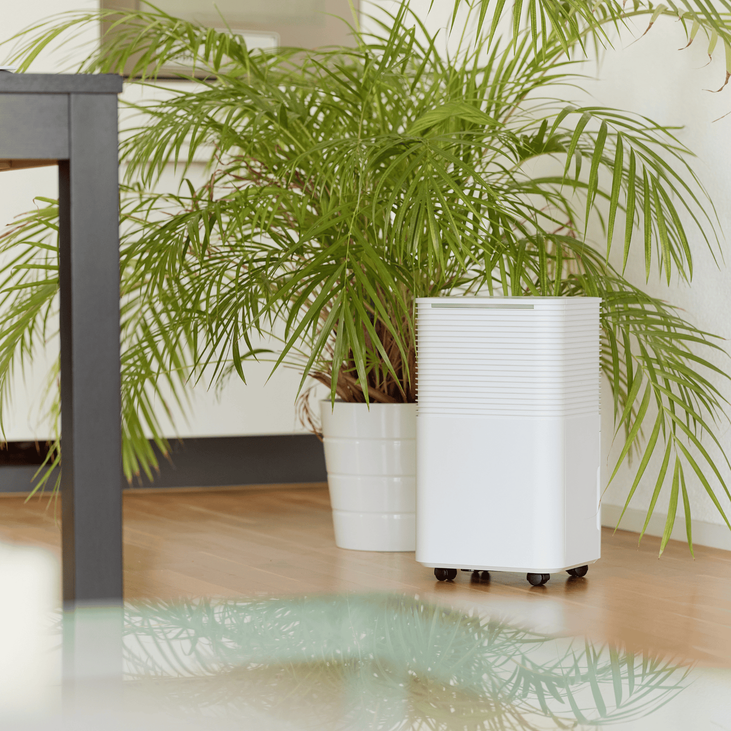 Der ecoQ DryAir 12L Essential hält deine Raumluft trocken – ohne Schnickschnack, aber mit starker Leistung und flüsterleisem Betrieb.